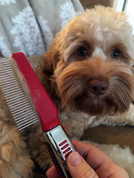 |A brush and comb to keep the coat of your Labradoodle looking neat and tangle-free